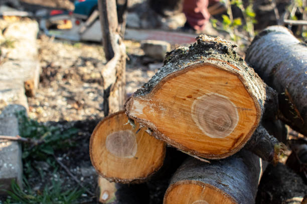 Best Tree Health Inspection  in USA